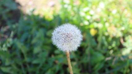 Autumn dandelion