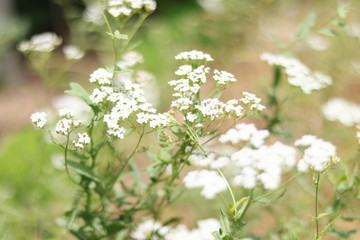 PLANTA CON NUMEROSAS FLORECILLAS BLANCAS EN MEDIO DEL BOSQUE, SOFT FOCUS, BOKEH, al aire libre, blanco, primavera