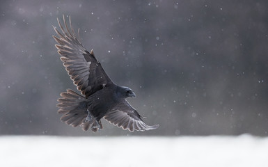 Raven (Corvus corax) close up