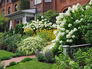 Schilderijen op glas Front yard on residential street, with white panicle hydrangea bushes blooming in late summer © Spiroview Inc.