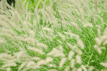 CAMPO REPLETO DE HIERBAS ALTAS VERDES Y BLANCAS, TRIGO, COSECHA,  ENFOQUE SUAVE, SOFT FOCUS, BOKEH, DREAMY, GREEN,