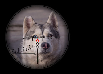 Under the sight of a sniper rifle without a domestic cat and dog. The concept of unsanitary...