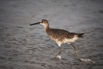 Strolling on the Beach