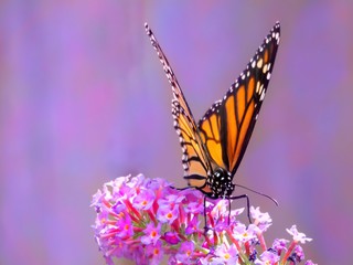 Monarch Butterfly on Butterfly Bush