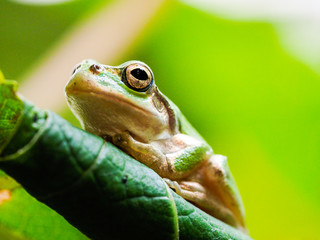 Small green tree frog sitting on the leaves