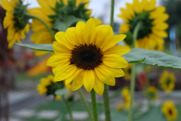 The blooming sunflower in garden