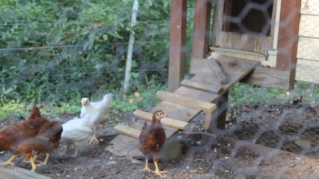 chickens in coop