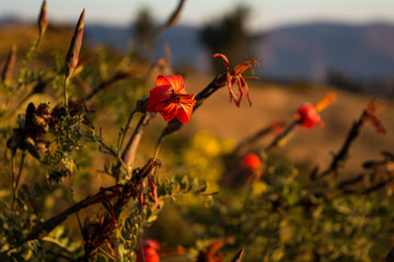 Mountain Flowers