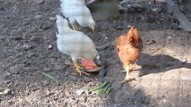 chickens in coop