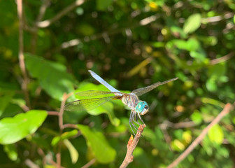A close up shot of a dragonfly resting on a tree, wings poised to fly off