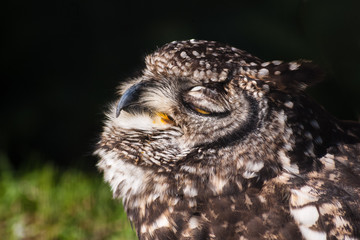 A portrait of a sleeping african owl