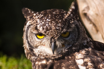 A portrait of an african owl staring