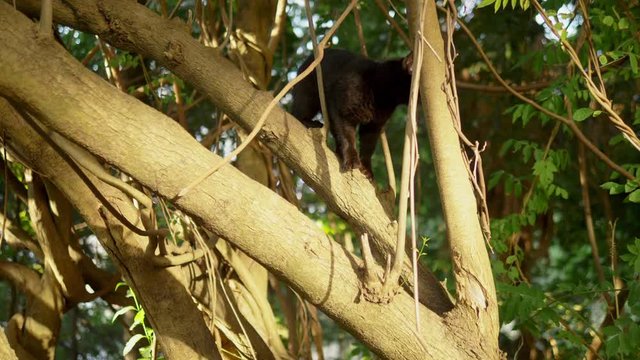 Beautiful black cat on a tree with creepers.