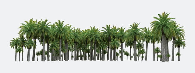 Palm trees isolated. Image useful for banners, posters or photo maipulations. 3d rendering. Illustration