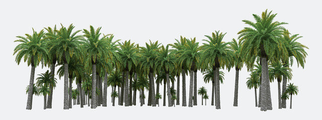 Palm trees isolated. Image useful for banners, posters or photo maipulations. 3d rendering. Illustration