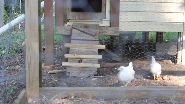 chickens in coop