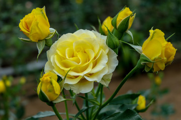 Yellow roses blooming in garden