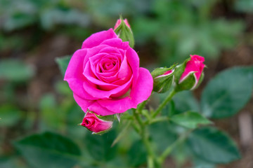 Pink roses blooming in garden