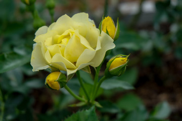 Yellow roses blooming in garden