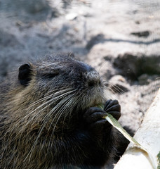 Myocastor coypus, nutria