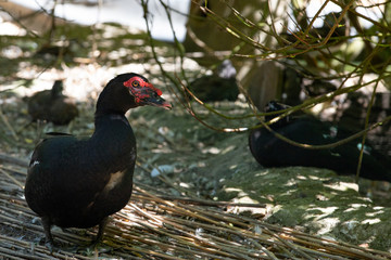 Fototapeta premium Muscovy Duck (Cairina moschata)