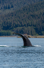 Obraz premium Whales watching at Juneau AK