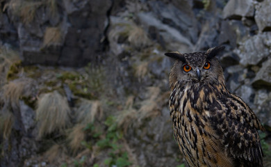 bird of prey,owl, photo with space for text