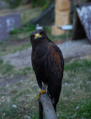 bird of prey