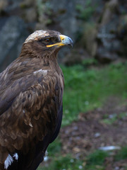 portrait of an eagle