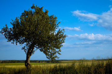 single tree in the field, Czech republic ,landscape