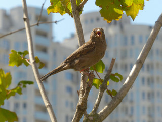 Sparrow tweets on a branch