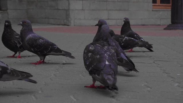 A bunch of city pigeons are pecking breadcrumbs on the block-stones.