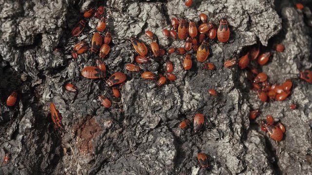 A lot of red beetles are crawling on the tree bark.