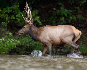 Elk in Water