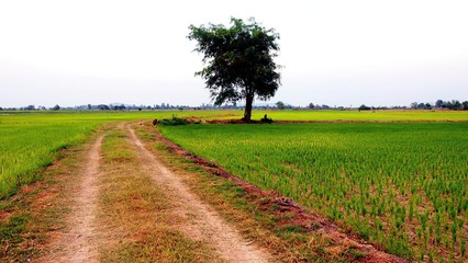 Walkway of rice paddies between rice fields.