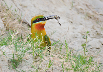 Flycatcher with food