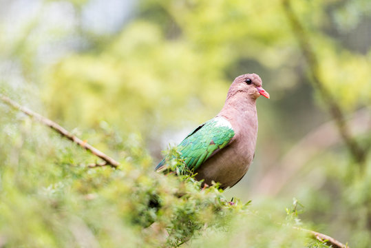 Emerald dove perching on a tree