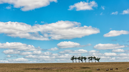 Fototapeta na wymiar Group of trees on green plain with cloudy blue sky.