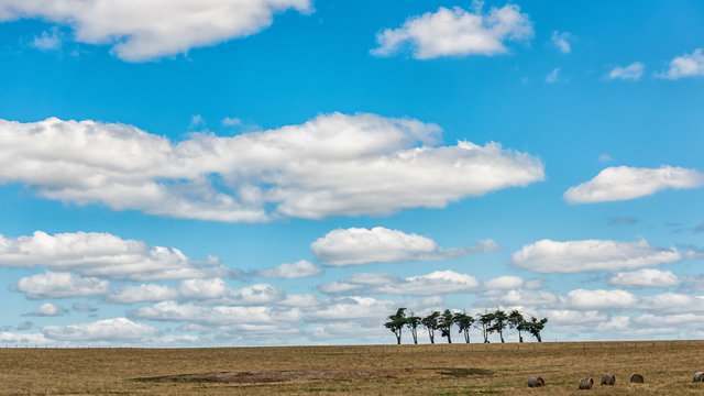 Group of trees on green plain with cloudy blue sky.