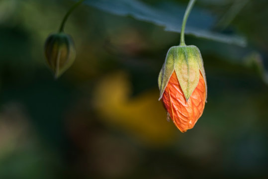 Close up of an orange Hibiscus bud.