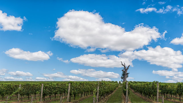 Vineyard rows in the day time.
