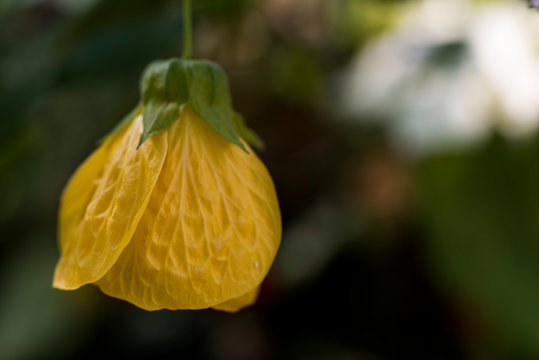 Yellow flower bud blooming.