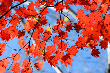 裏妙義の森の紅葉