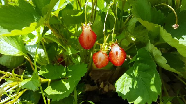 Close up of some strawberries growing in an agricultural field, cut in half strawberries while still on the plant