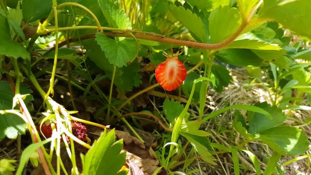 Close up of a bush of strawberries with a small one growing on one of its branches, cut in half strawberry while still on plant