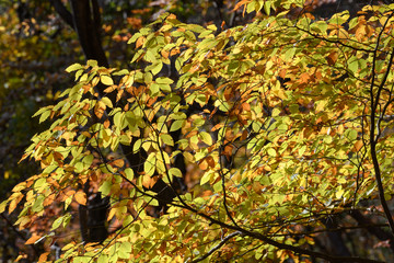 裏妙義の森の紅葉