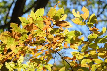 裏妙義の森の紅葉