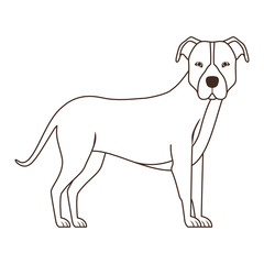 silhouette of cute pitbull dog on white background