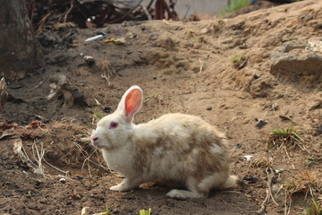lapin2