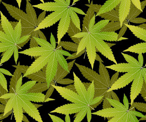 Cannabis or marijauna drop oil medical design. vector illustration.